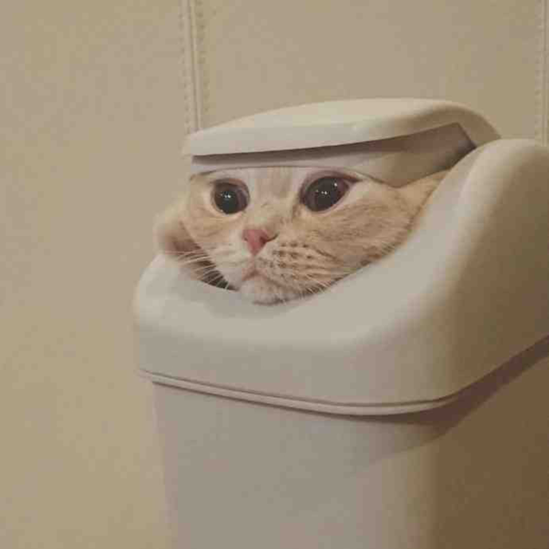 萌宠 萌宠头像  小猫头像 小猫 搞怪 搞怪头像 沙雕 沙雕头像