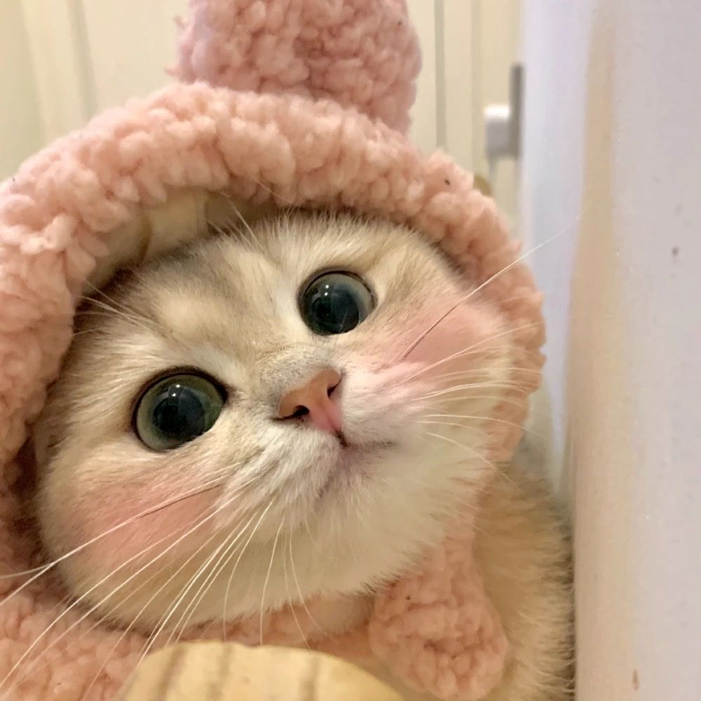 萌宠 萌宠头像  小猫头像 小猫