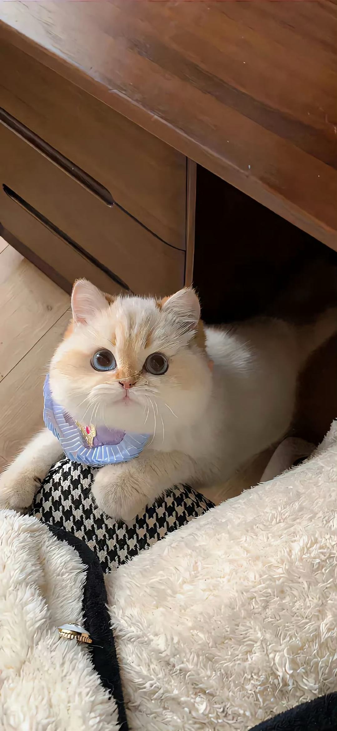 什锦