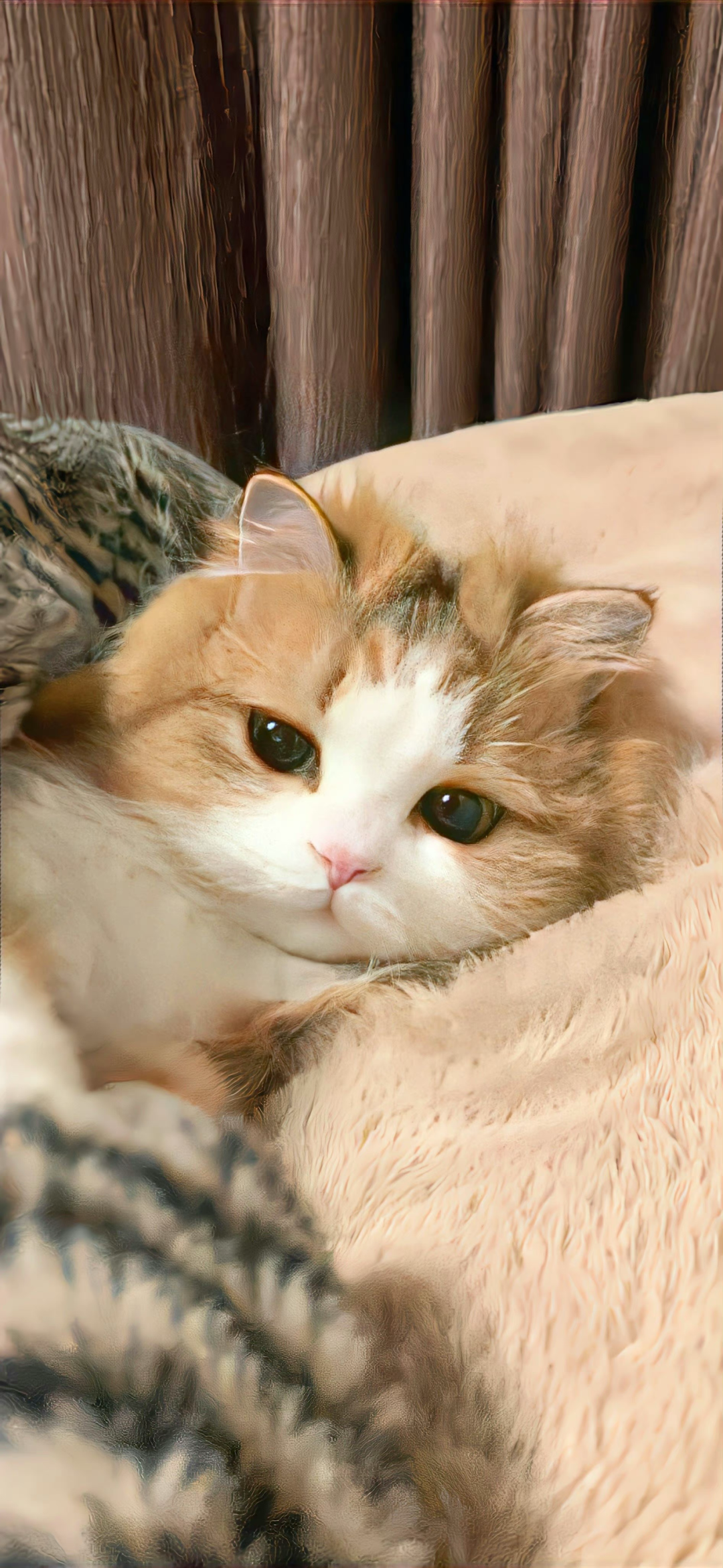 什锦