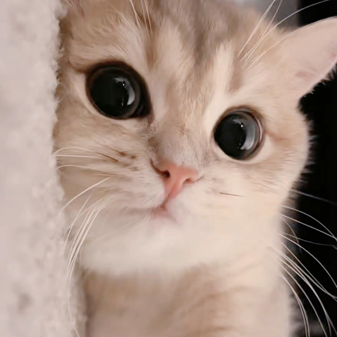 猫咪萌宠头像