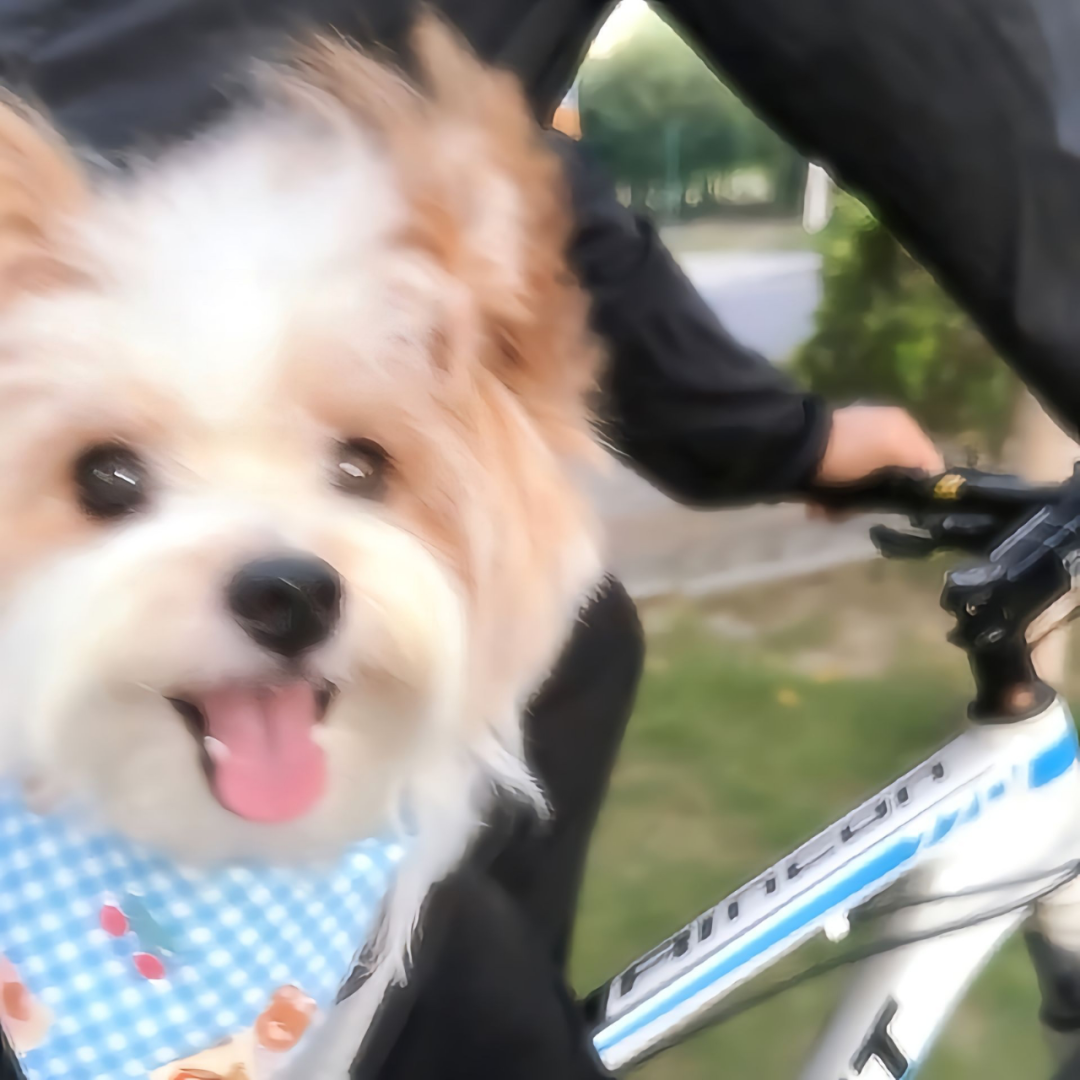 狗狗萌宠头像