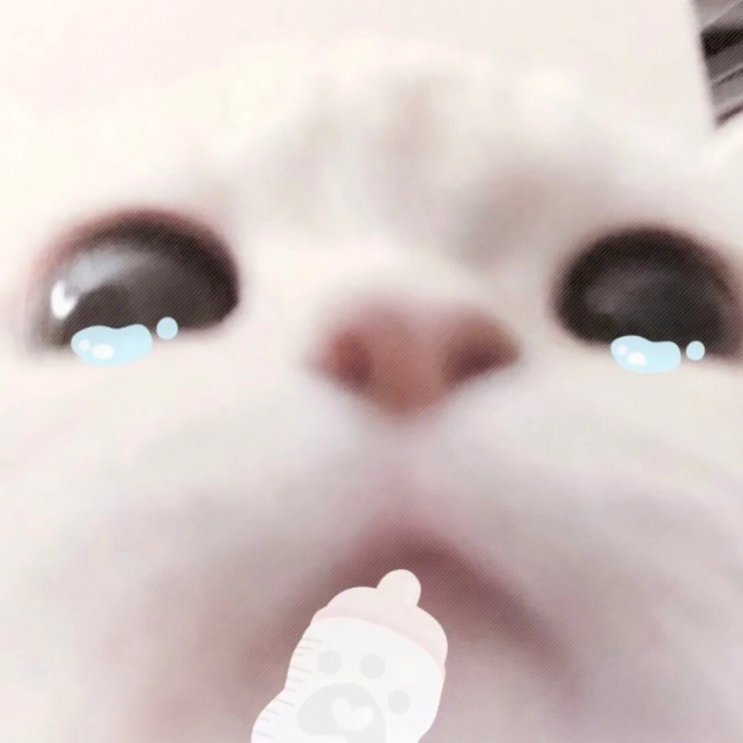 猫咪萌宠头像