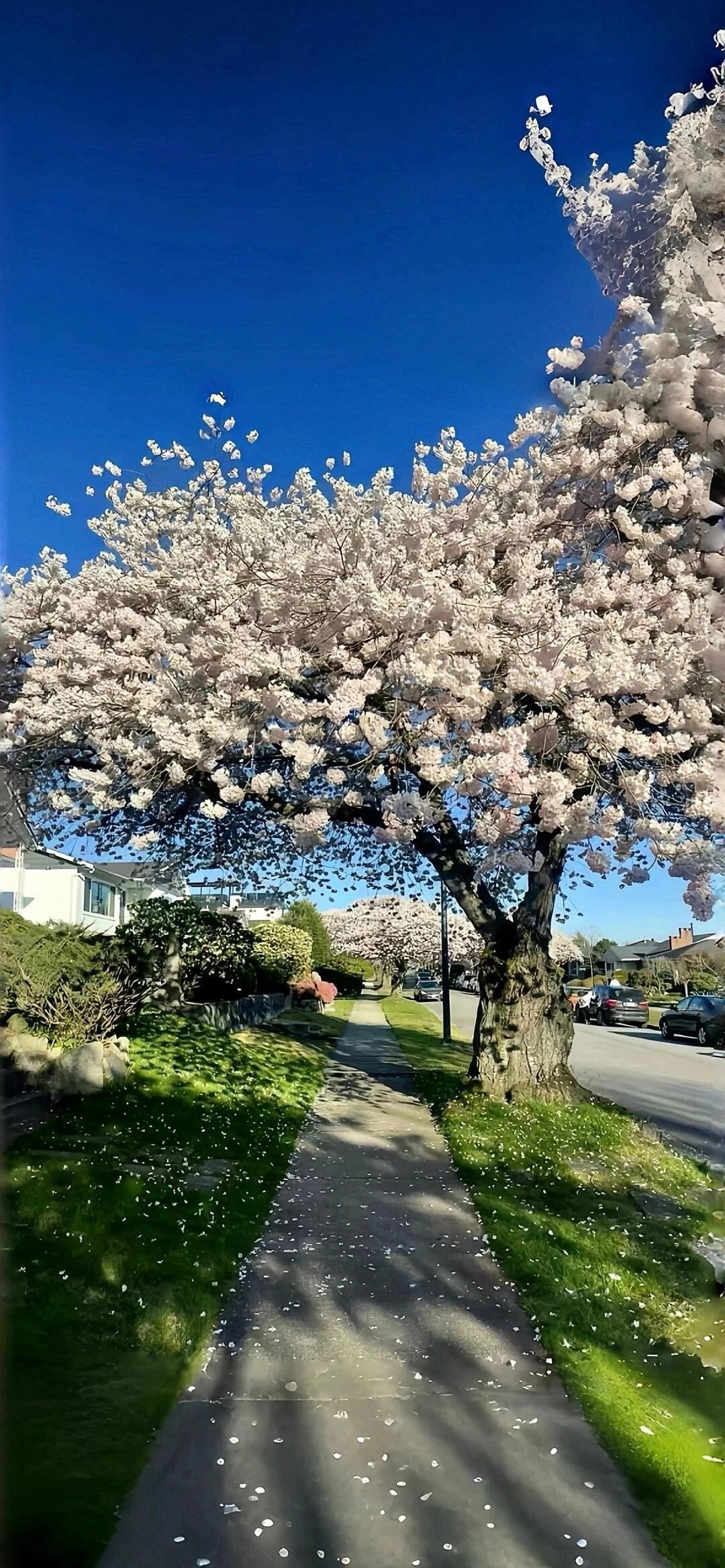 风景