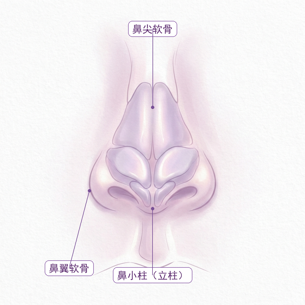 鼻小柱：撑起鼻尖的隐形立柱