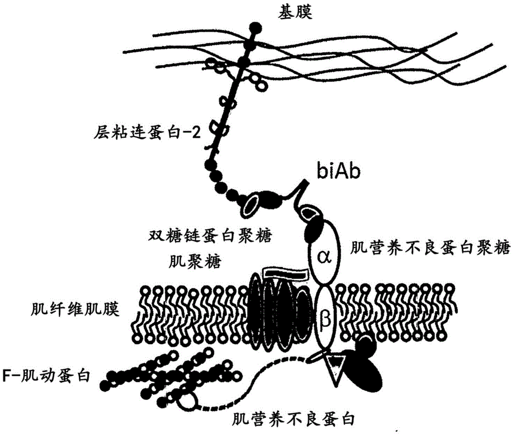硝基苄的结构式图片