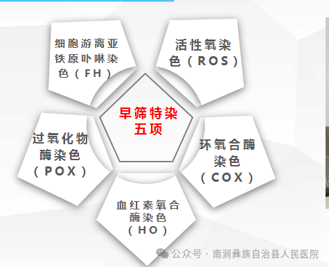 fh染色是什么意思病理科开展新项目啦！_https://www.jmylbn.com_新闻资讯_第2张