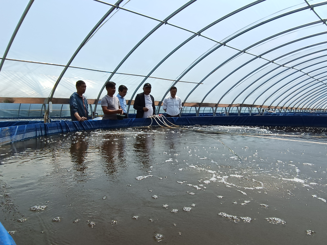 合作社总面积350亩,其中水产养殖面积20余亩,在大棚结构的养殖基地,已
